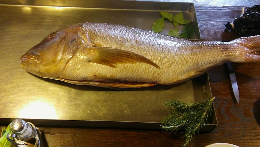 close-up of fresh sea bream on baking pan with rosemary at 'Narlis Farm'